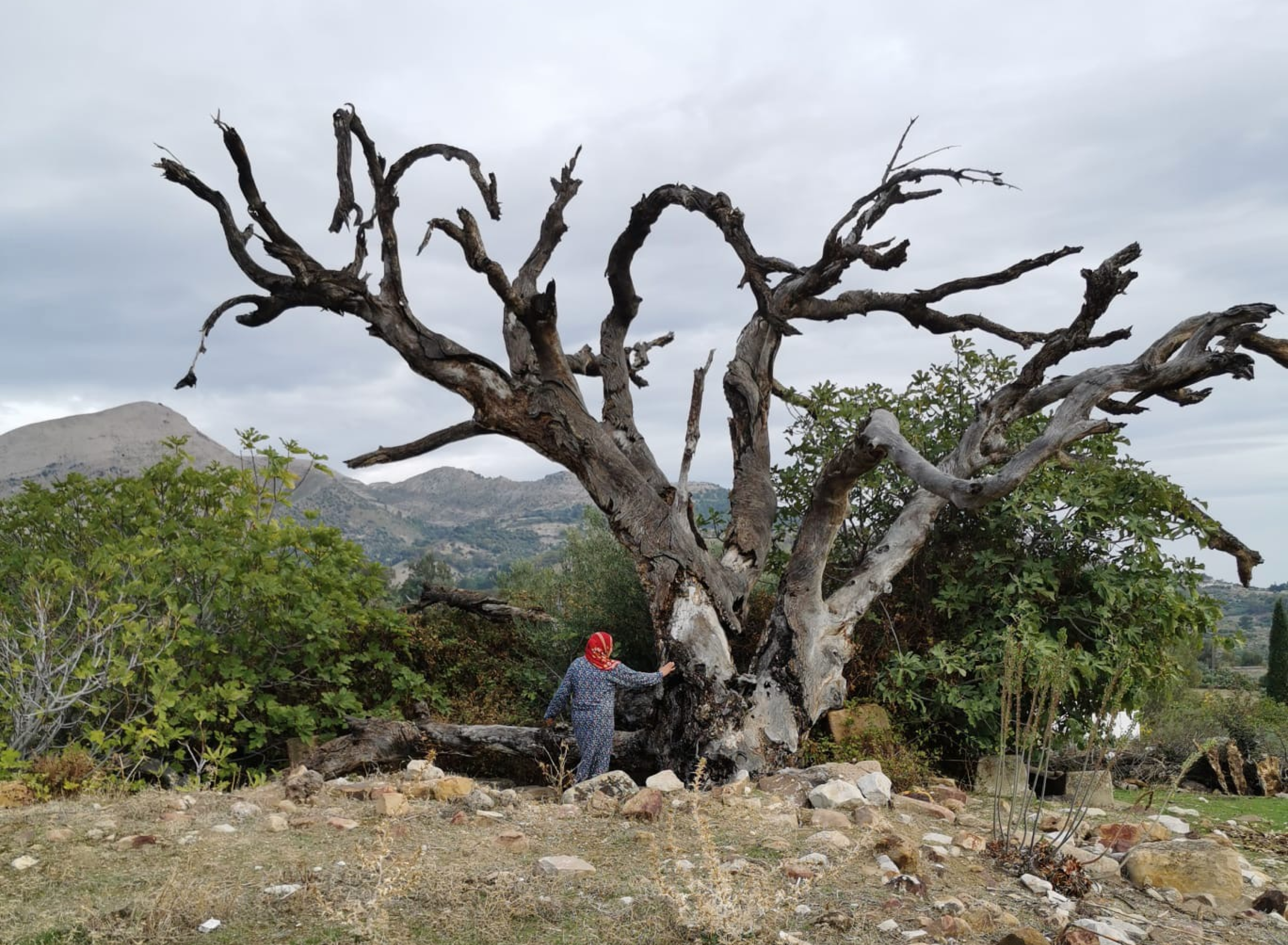 Selim Ben Hassen Tunisie